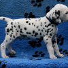 herr_blau _02